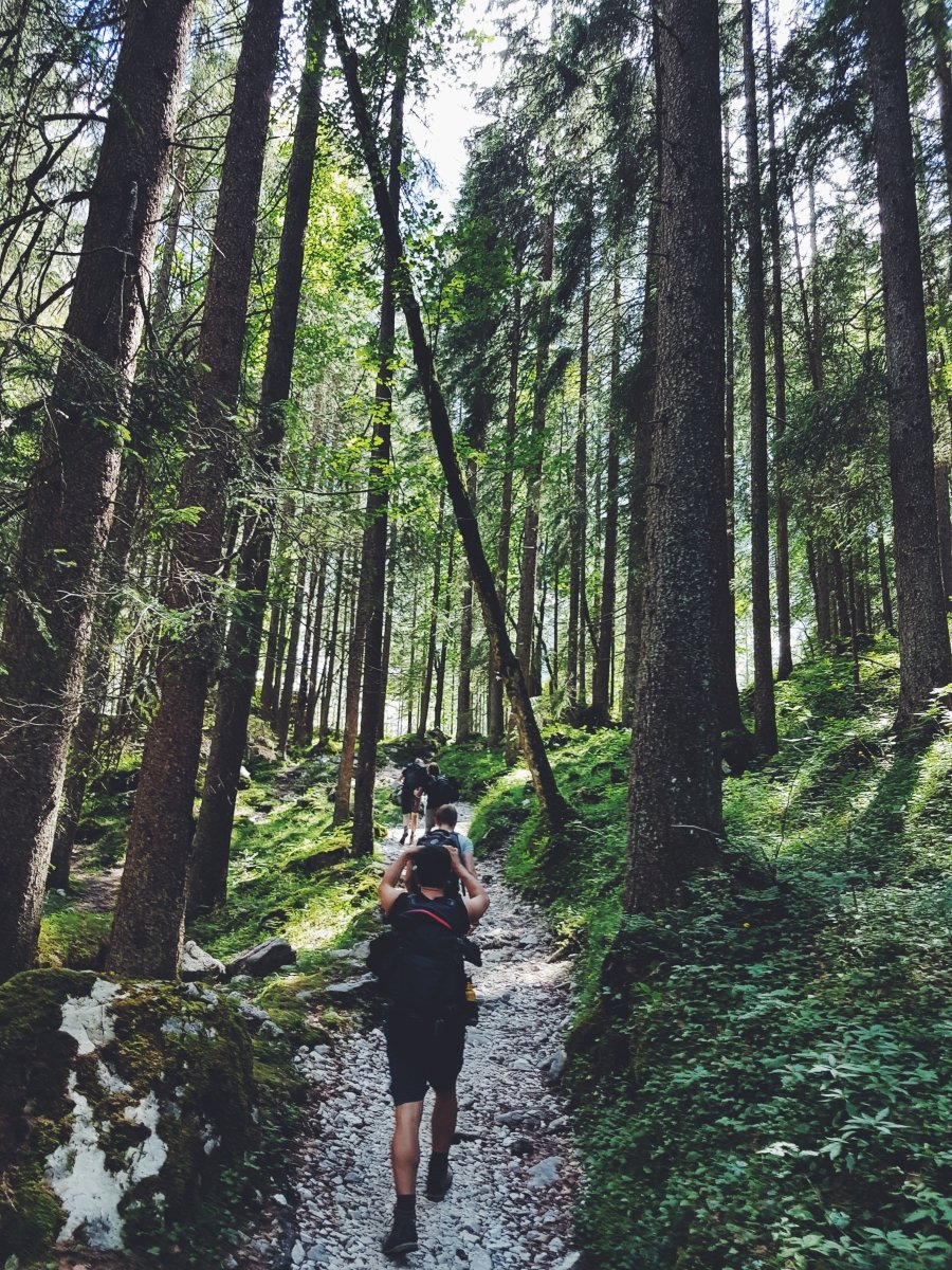 walking forest person trees green leaves shade rainforest track mud