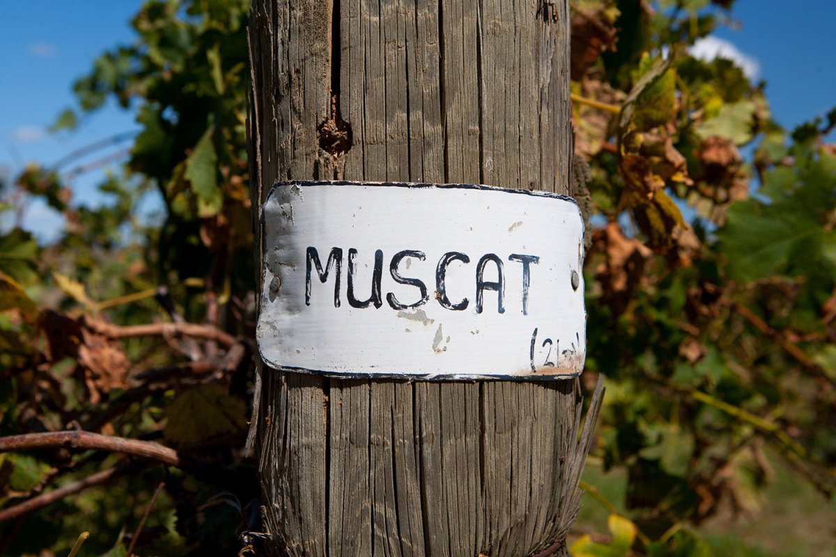 wooden post trees green leaves white sign muscat blue sky